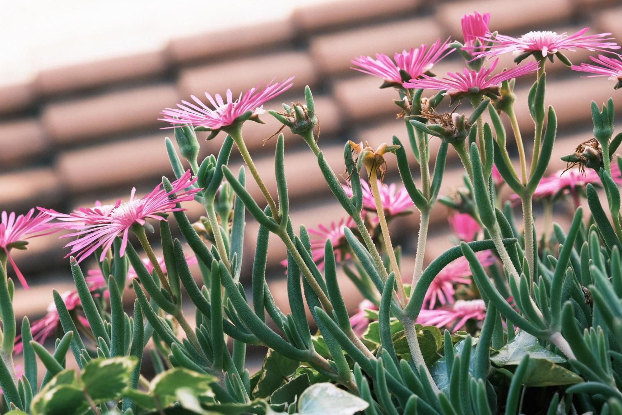 Comecasa Flowery Terraced Apartment Milan Luaran gambar